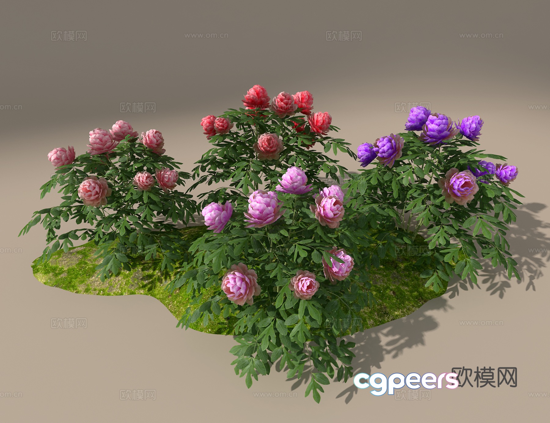 Peony 3d model Peony 3d model
