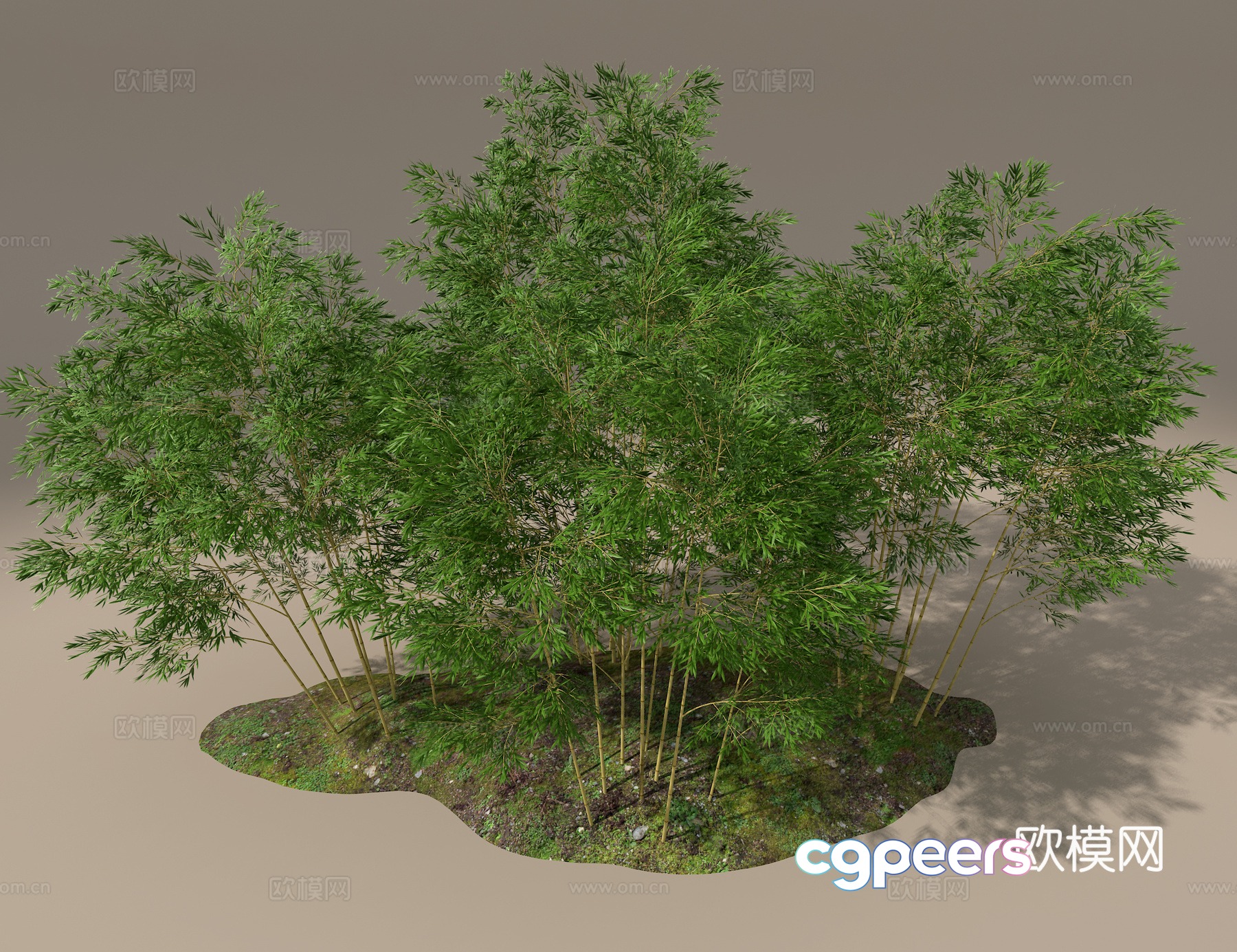 Bamboo 3d model Bamboo 3d model