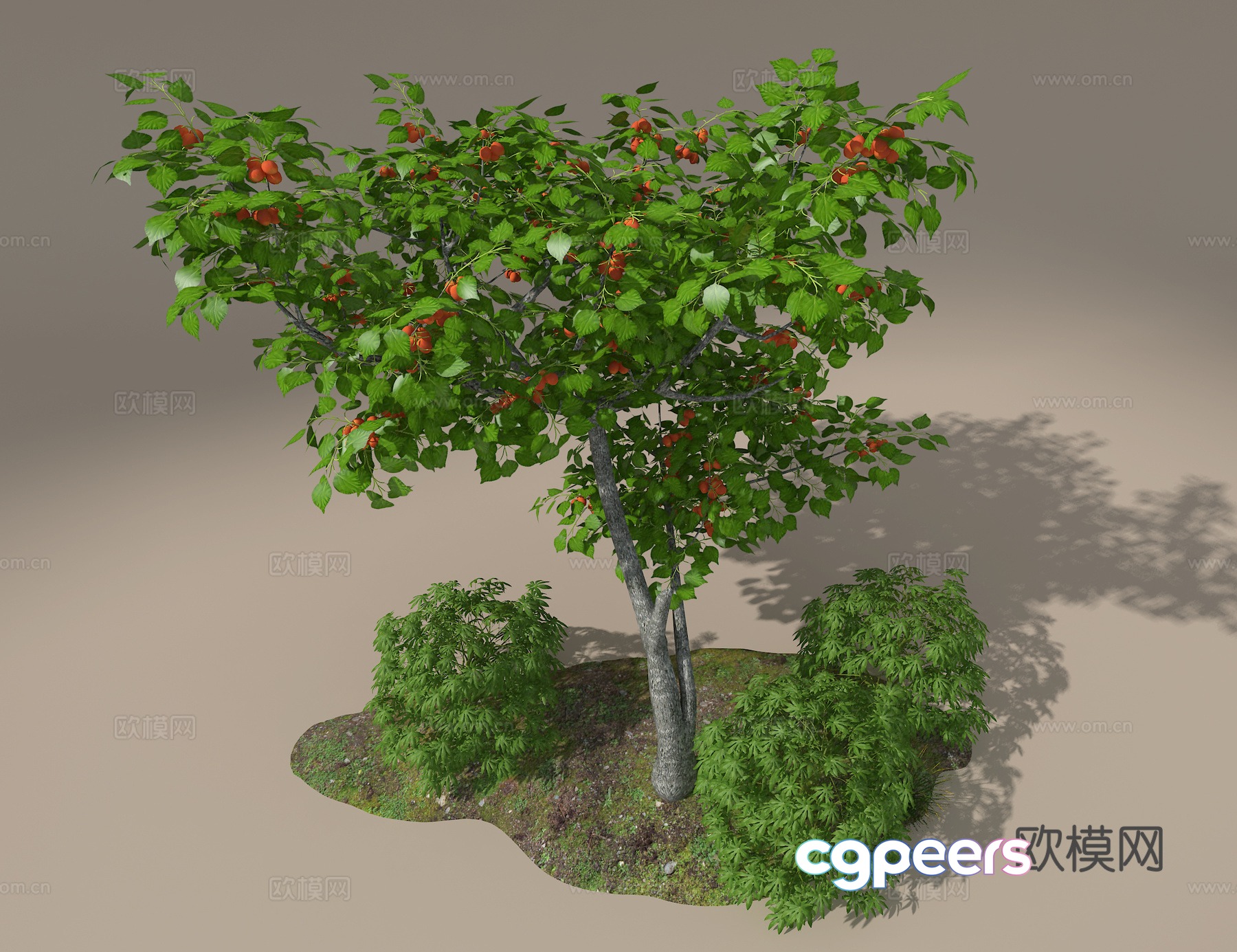 Apricot tree 3d model Apricot tree 3d model