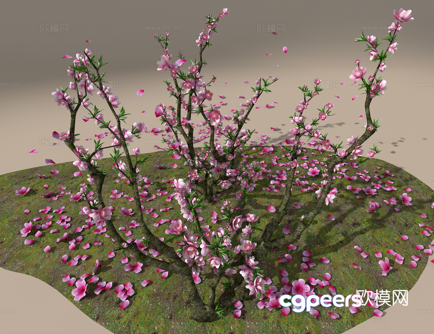 Peach Tree 3D Model Peach Tree 3D Model