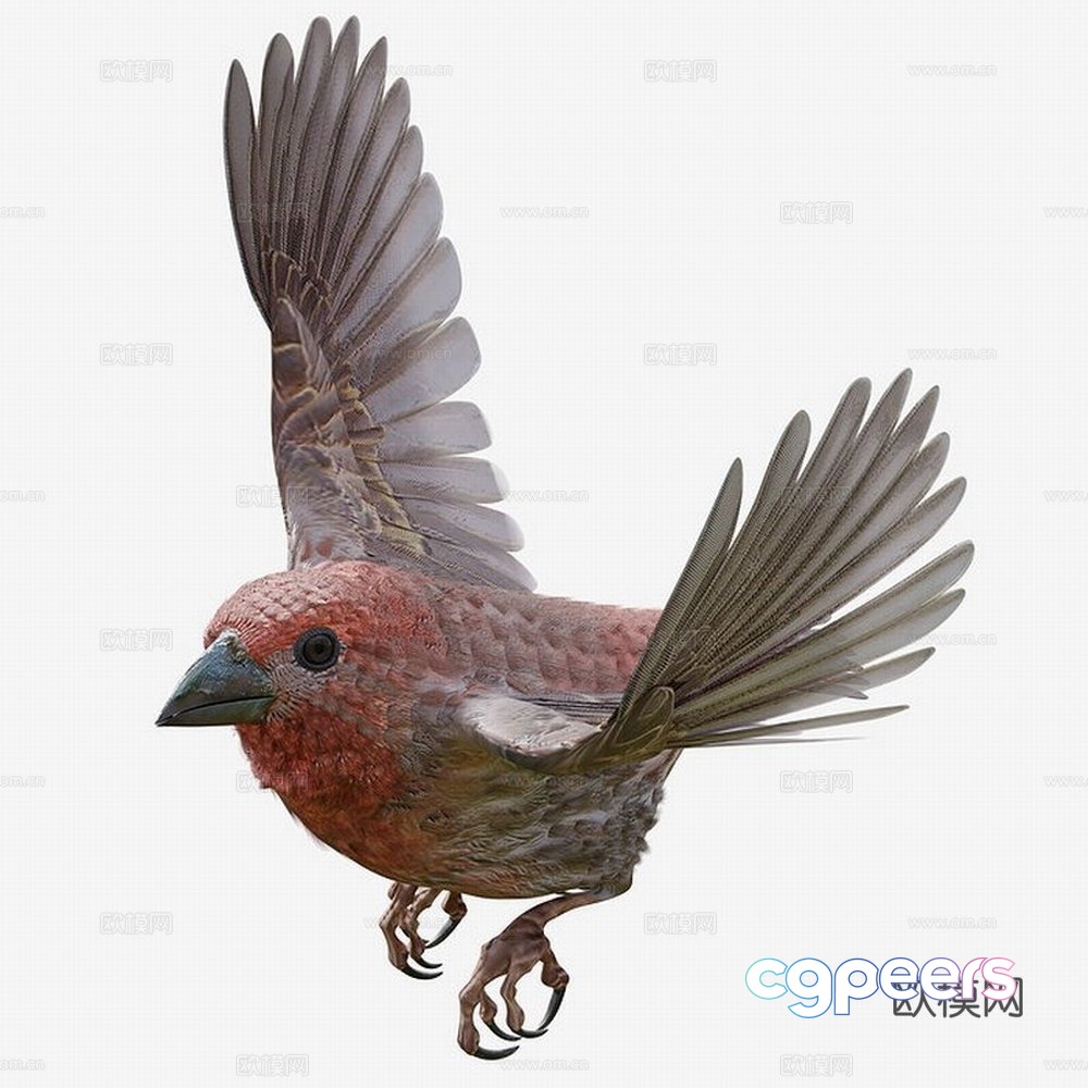 Crow 3d model Crow 3d model