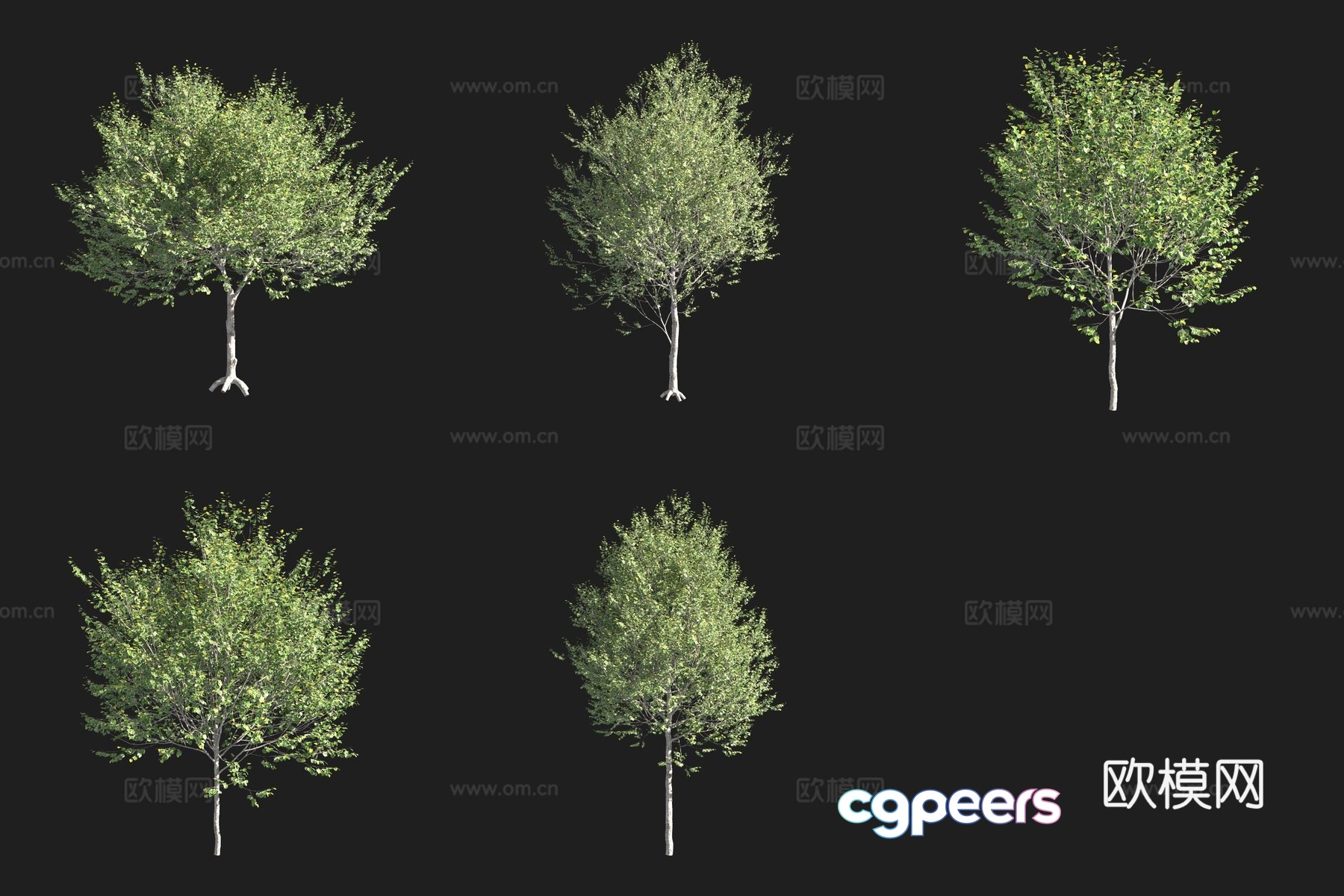 Wide leaf lime tree 3d model Wide leaf lime tree 3d model