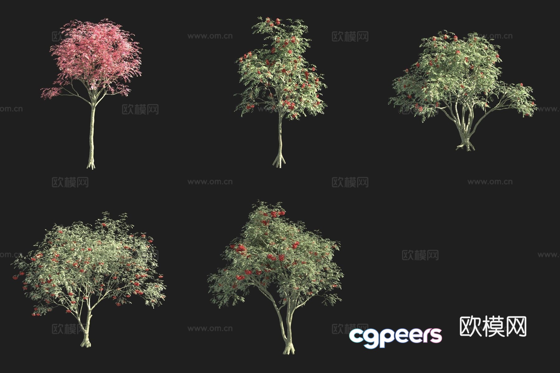Eurasian Rowan Flower Tree 3D Model Eurasian Rowan Flower Tree 3D Model