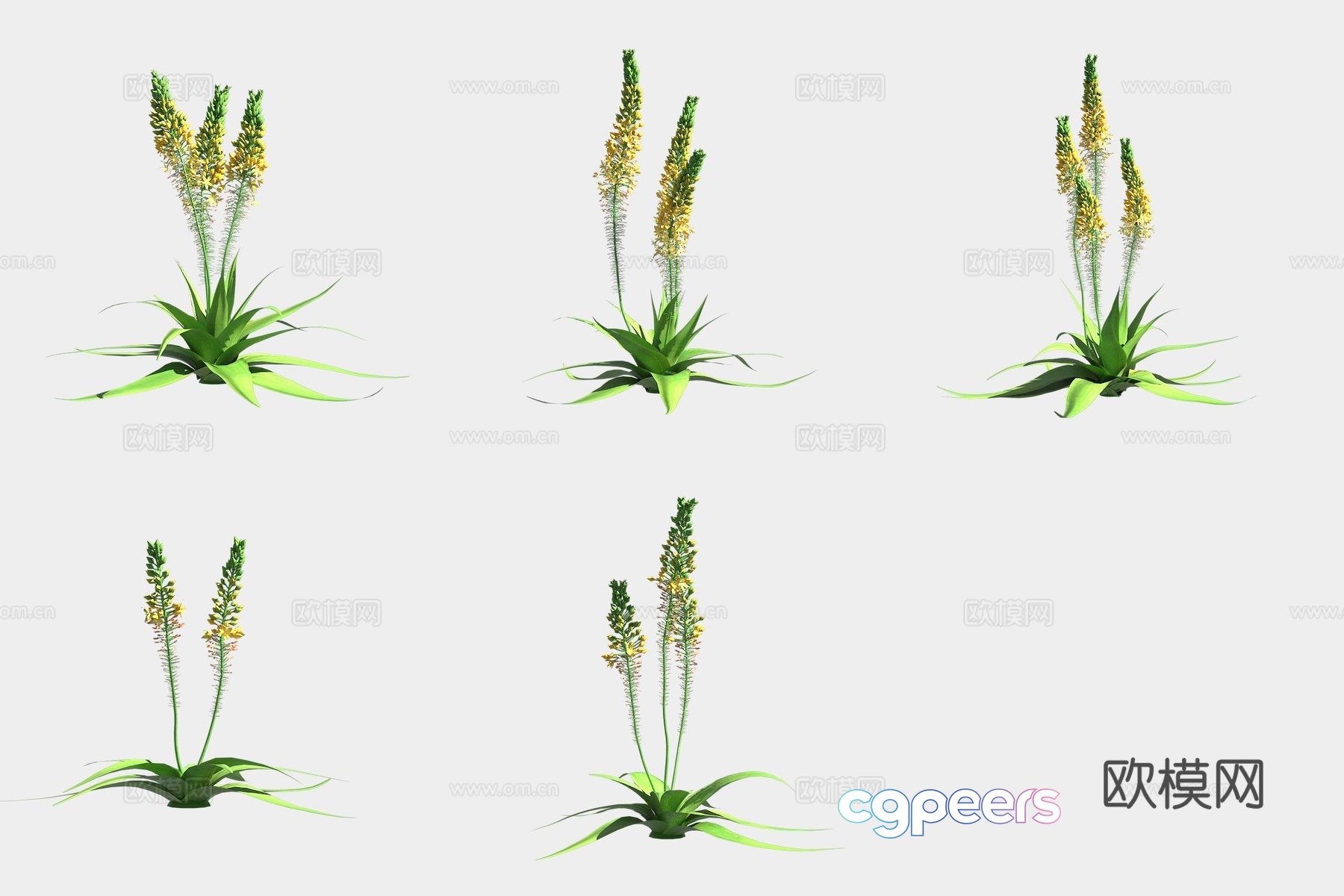Wide leaf babe grass flower and grass 3d model Wide leaf babe grass flower and grass 3d model