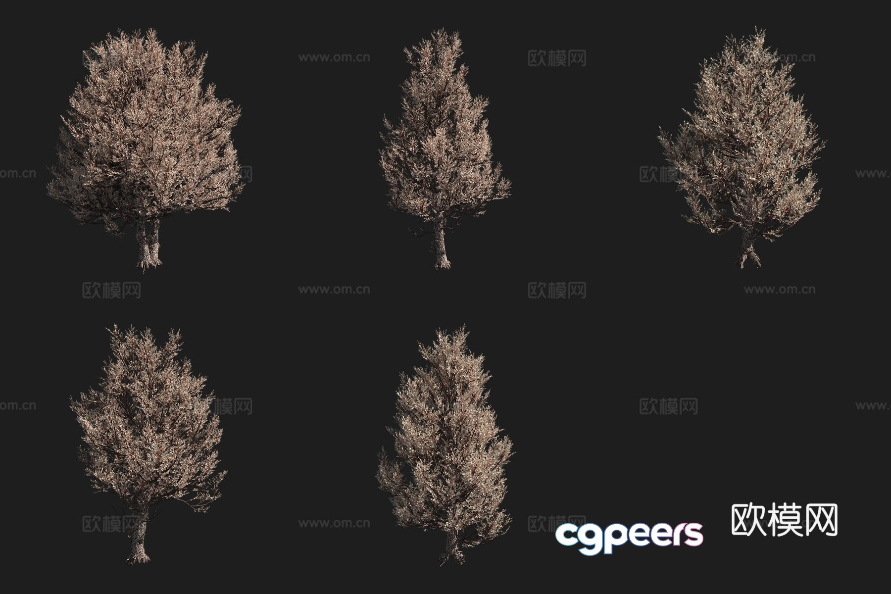 Rocky Mountain Round Cypress North American Tree 3D Model Rocky Mountain Round Cypress North American Tree 3D Model