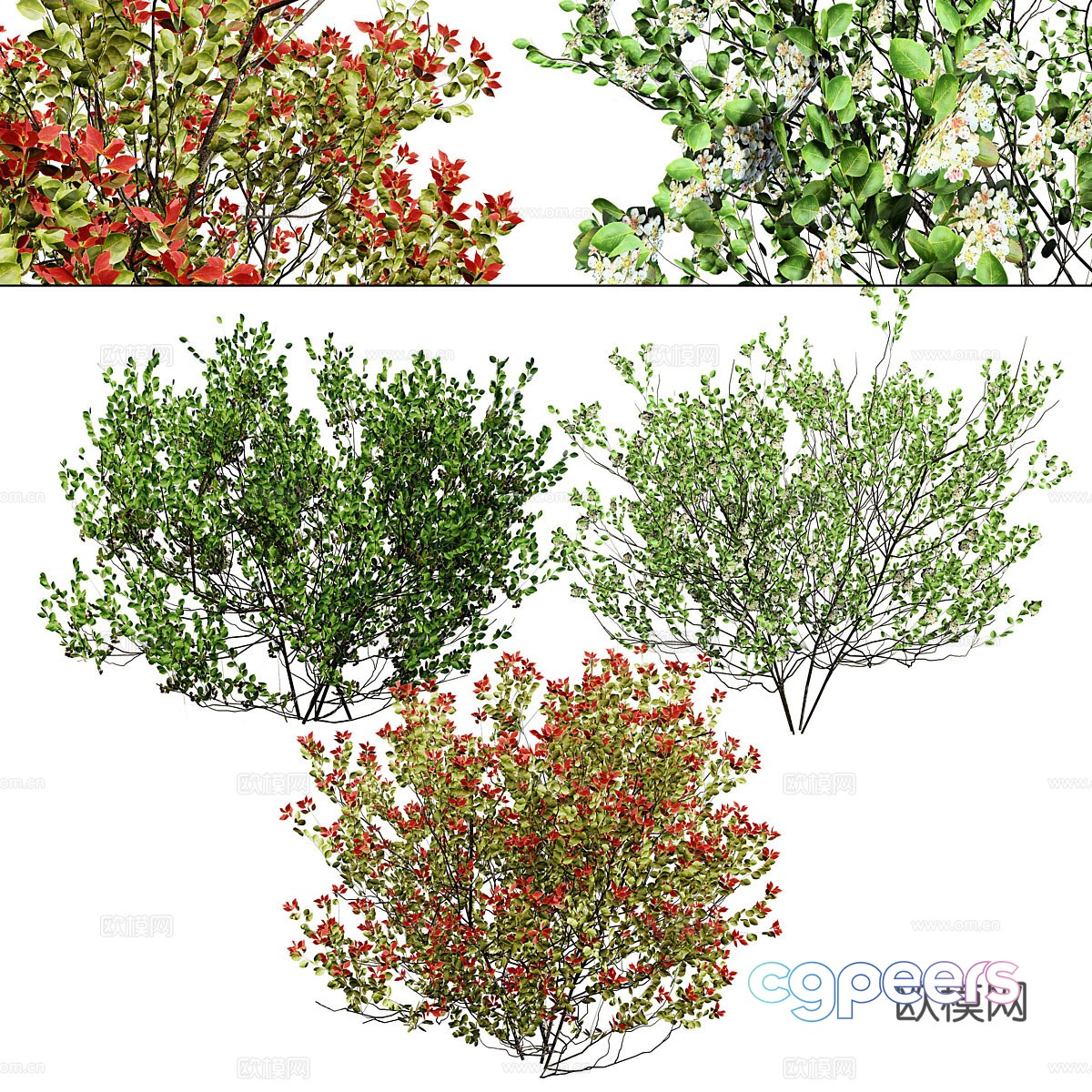 Shrub Wild Cherry Berry 3D Model Shrub Wild Cherry Berry 3D Model