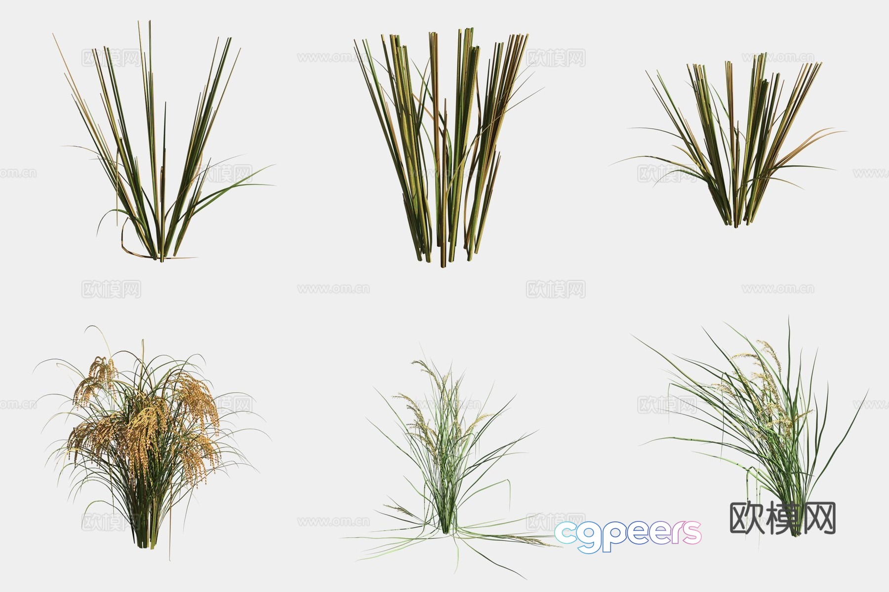 Rice crop crop 3d model Rice crop crop 3d model