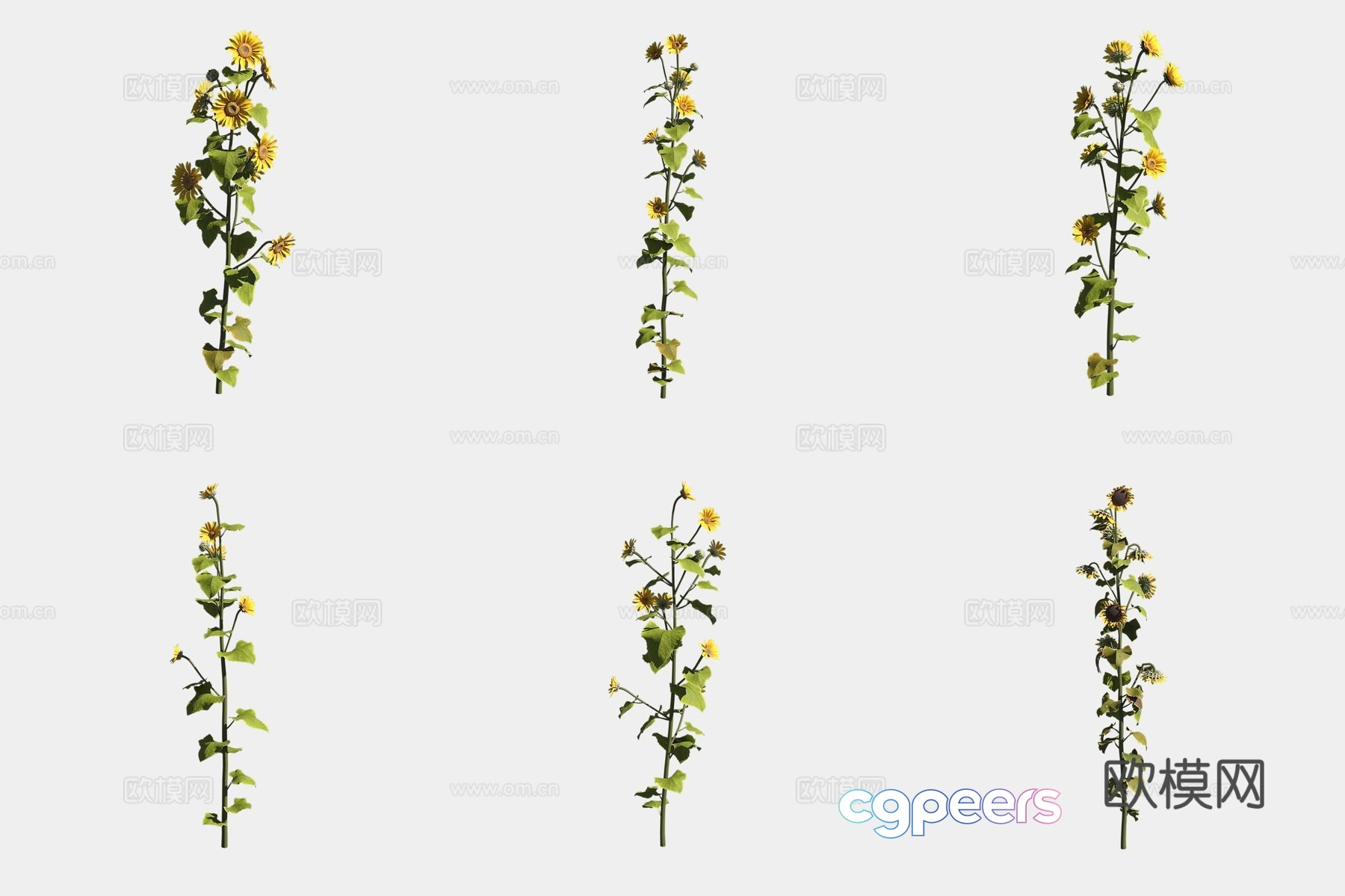 Sunflower 3d model Sunflower 3d model