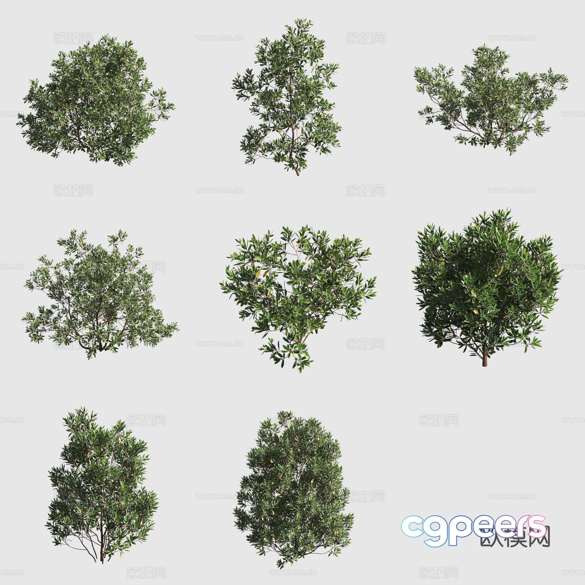 Chesangzi Hawaiian Plant 3D Model Chesangzi Hawaiian Plant 3D Model