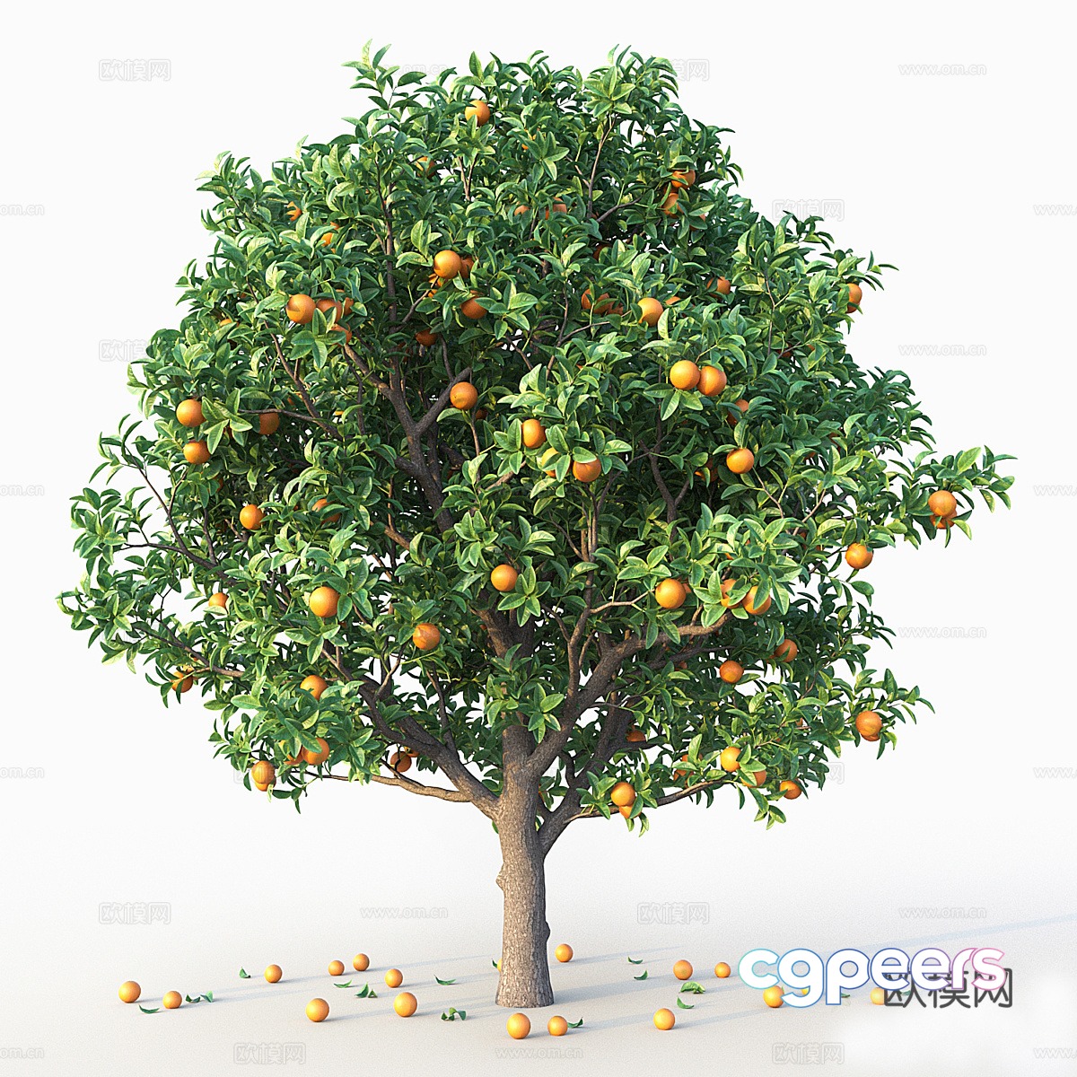 Orange tree 3d model Orange tree 3d model