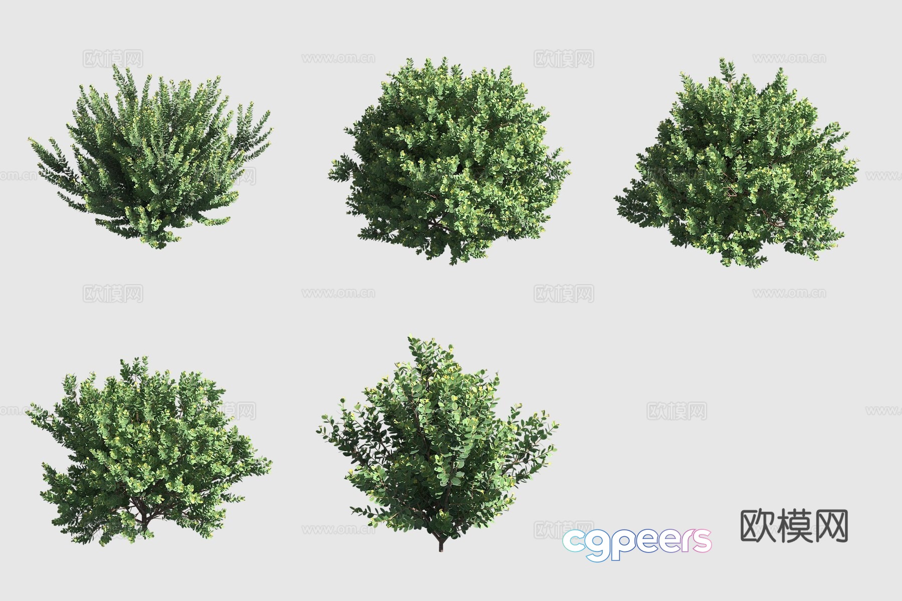 Bear fruit flower Hawaiian plant 3D model Bear fruit flower Hawaiian plant 3D model