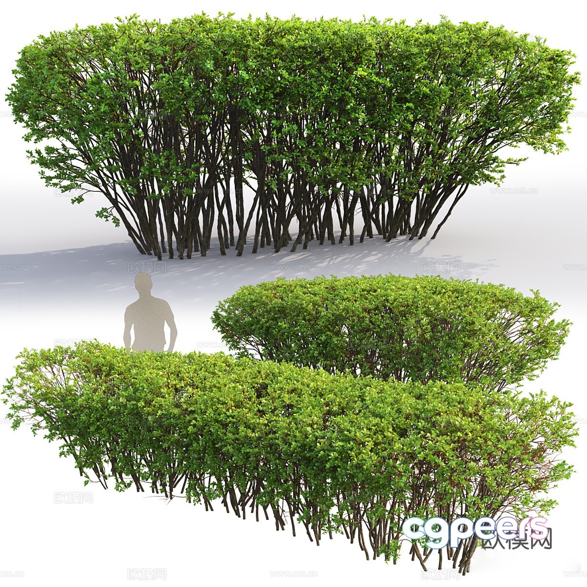Hedge 3d model Hedge 3d model