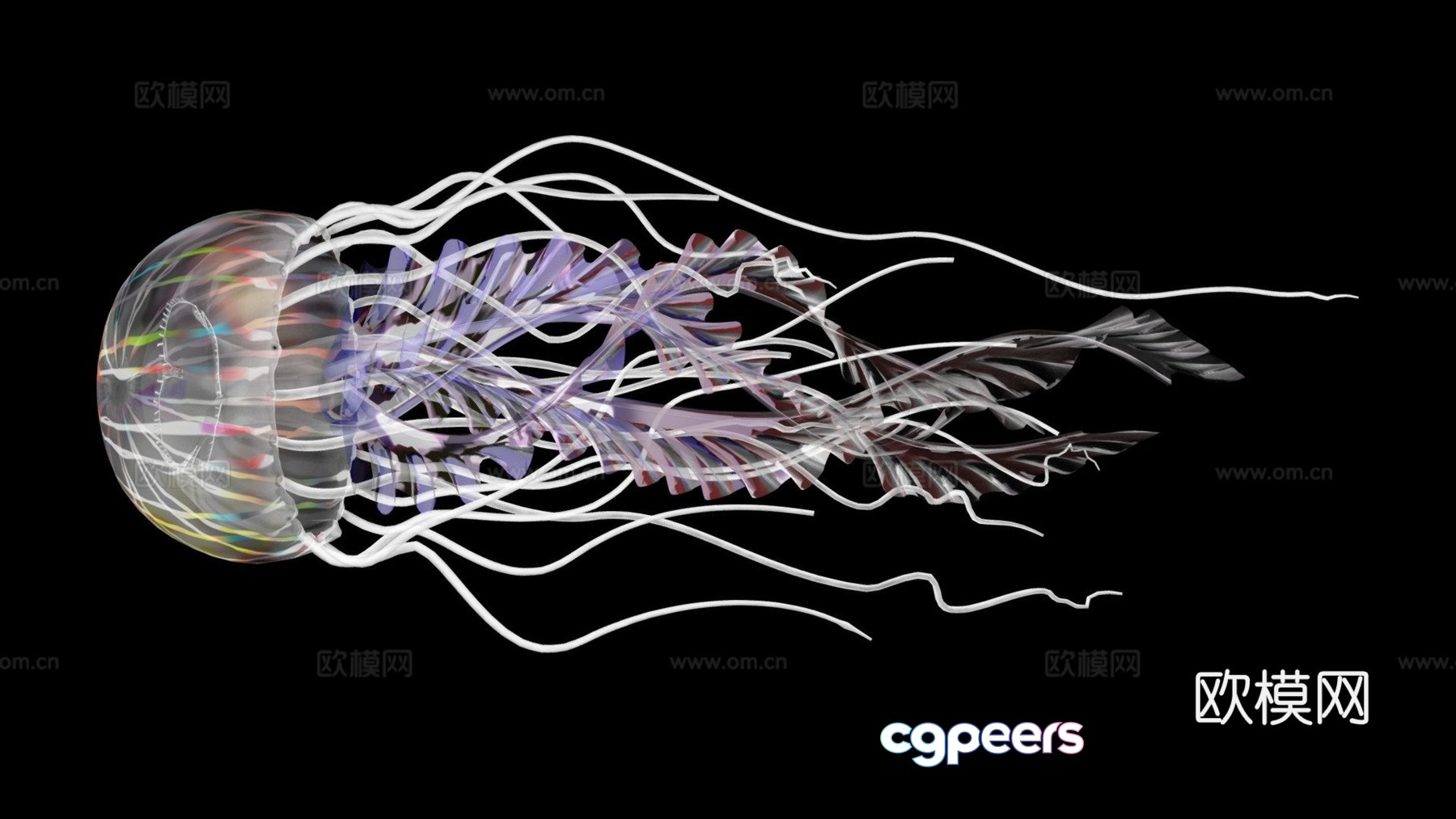 Jellyfish_0013d model Jellyfish_0013d model