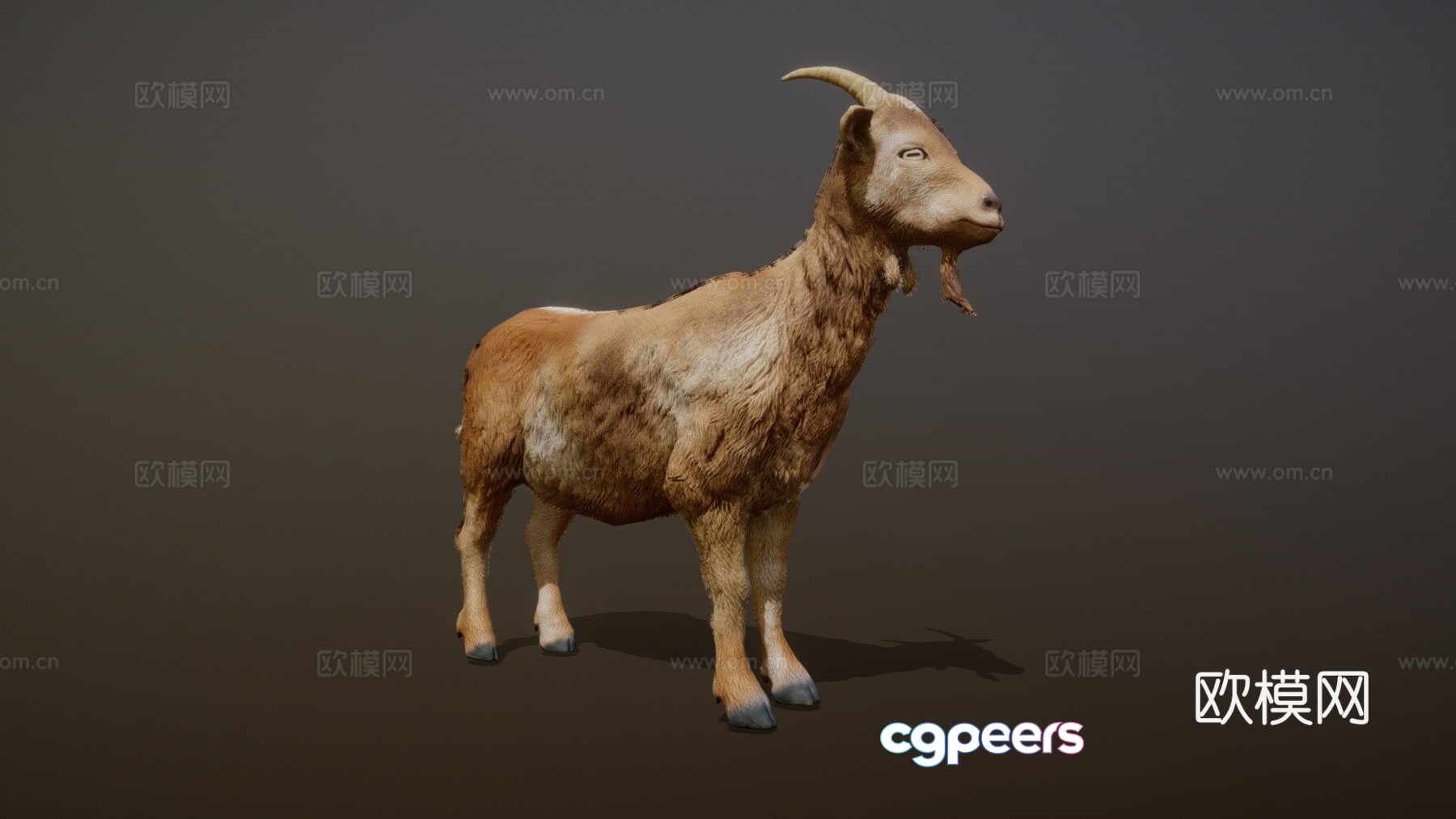 Goat animation 3d model Goat animation 3d model