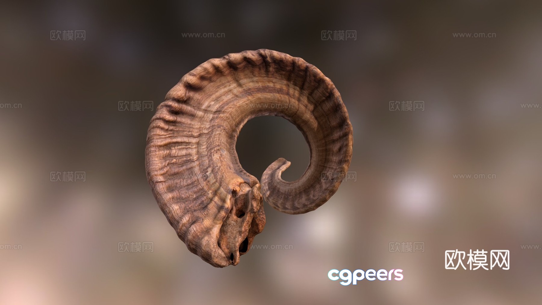 ram horn 3d model ram horn 3d model