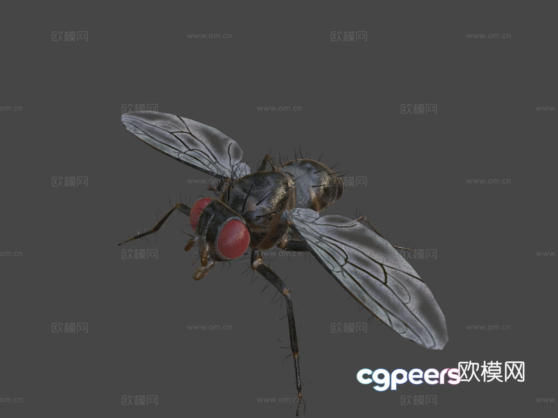 Diptera fly 3d model Diptera fly 3d model