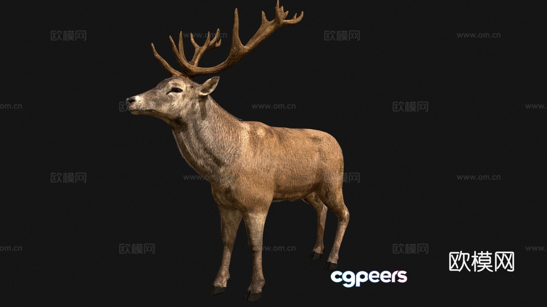 Red deer 3d model Red deer 3d model