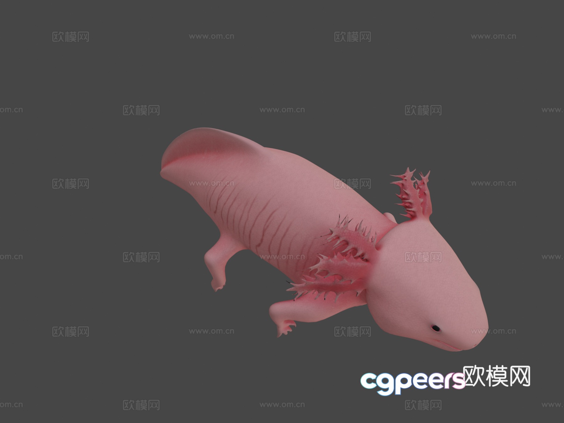 axolotl 3d model axolotl 3d model