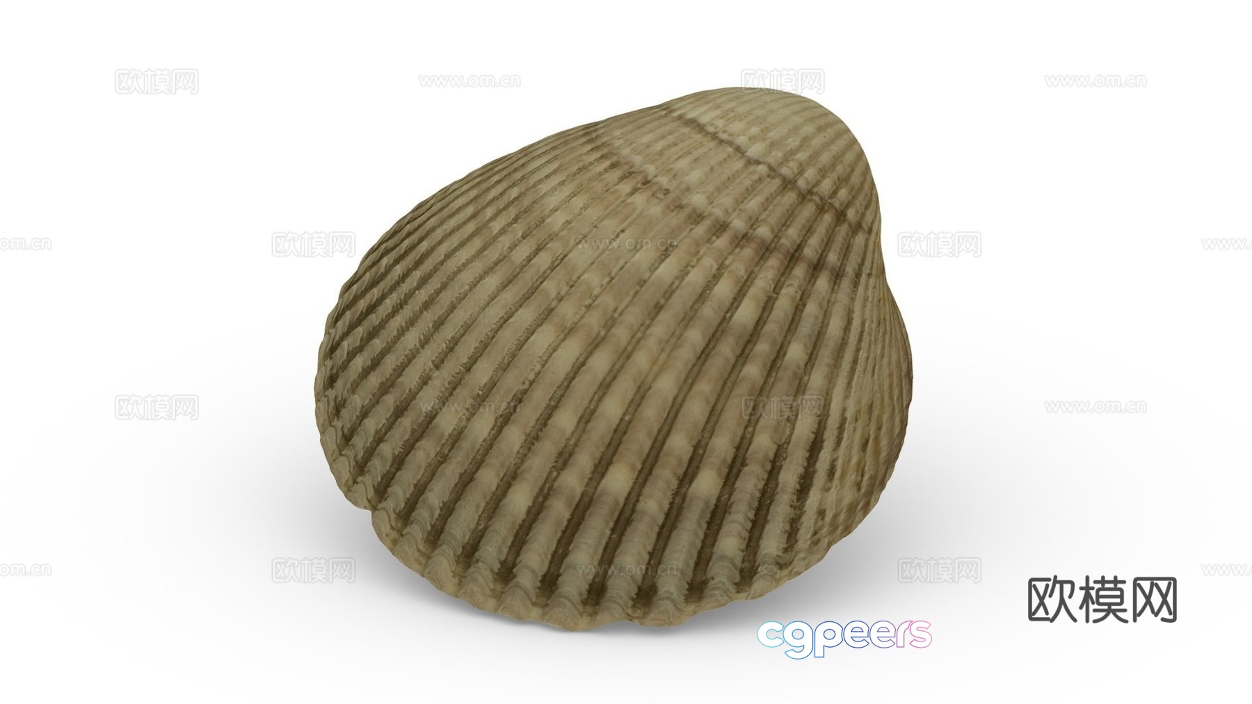 Clam shell 3d model Clam shell 3d model