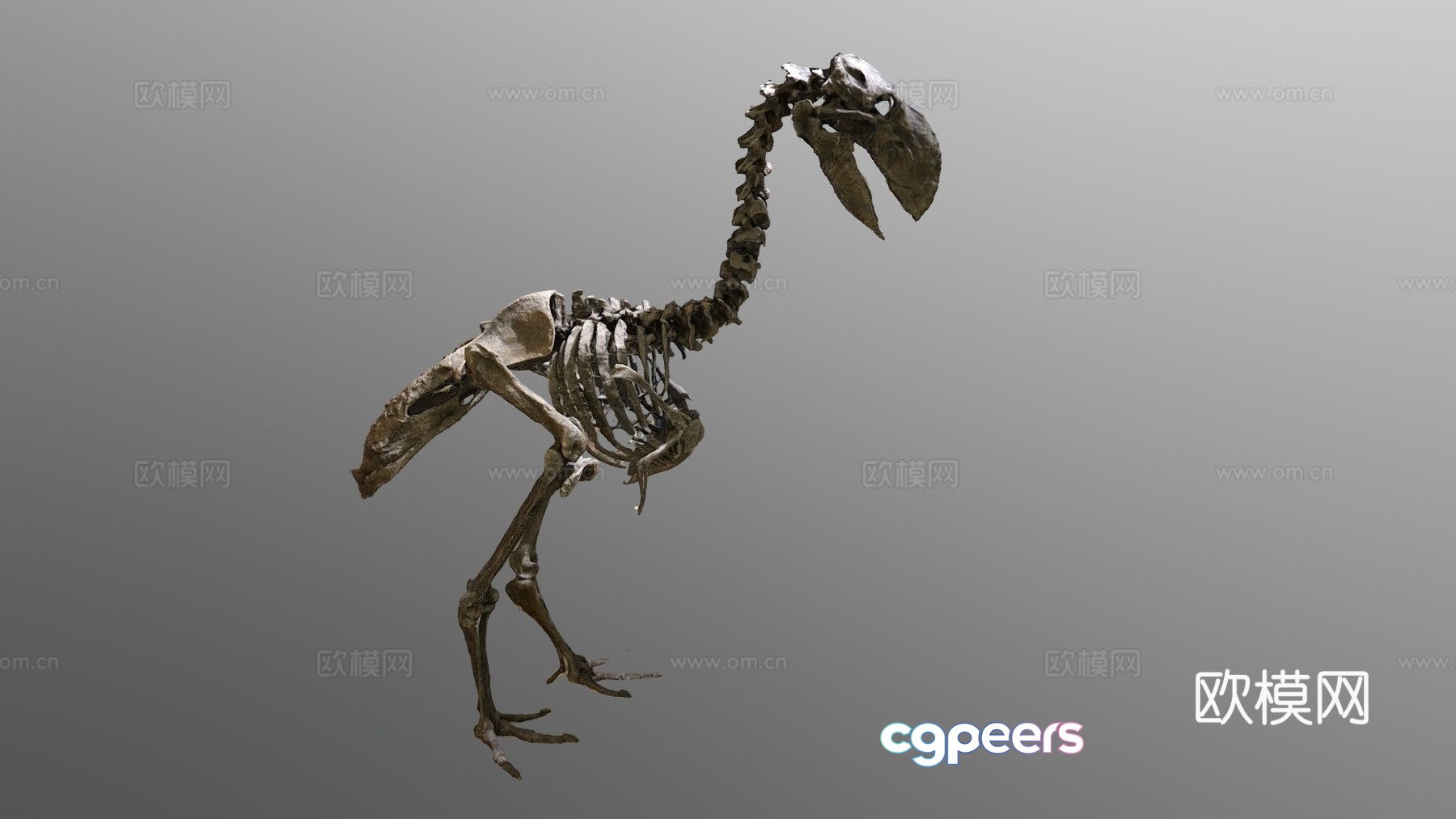 Flying bird fossil skeleton 3d model Flying bird fossil skeleton 3d model