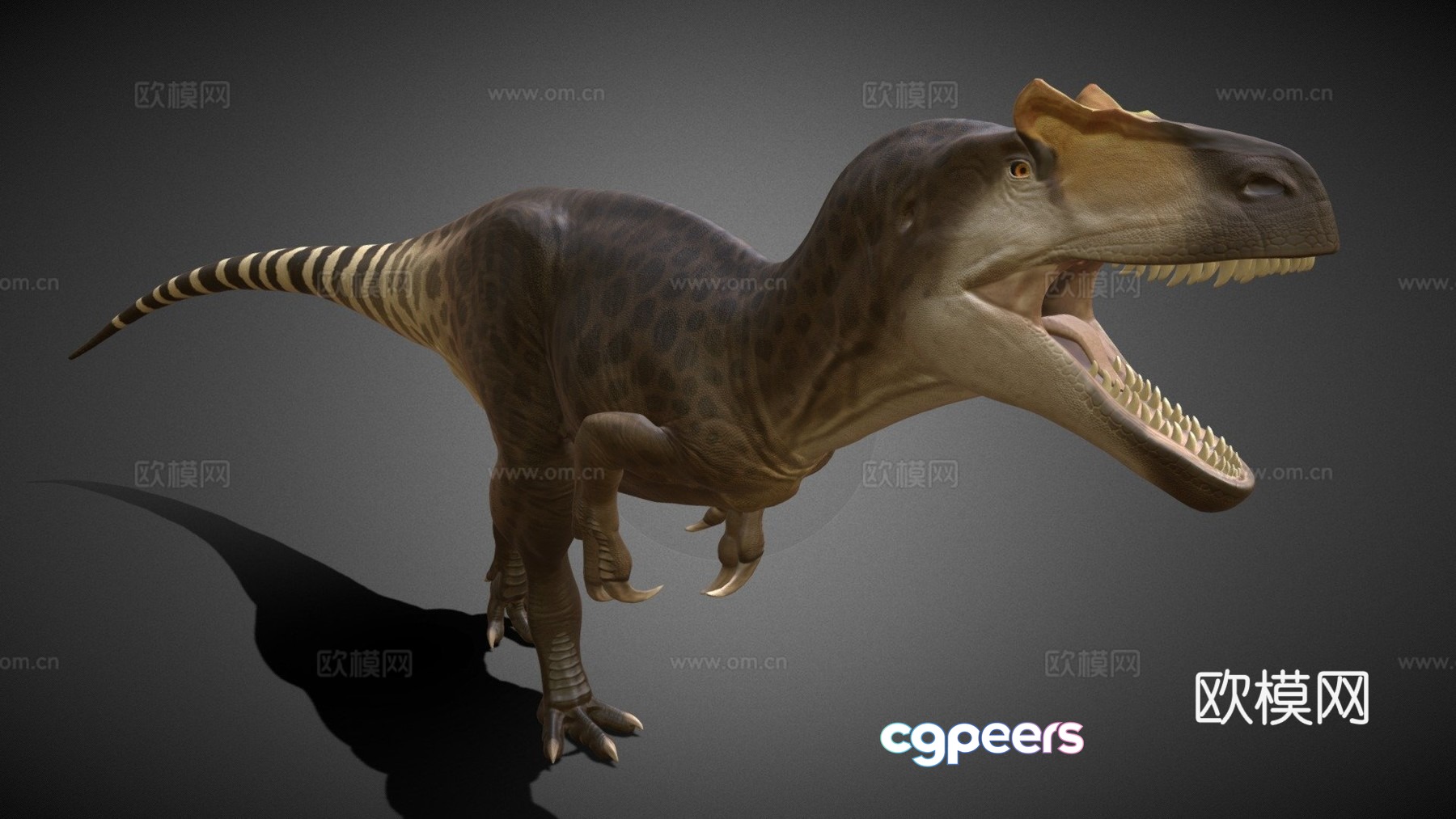 Fragile Allosaurus 3d model Fragile Allosaurus 3d model