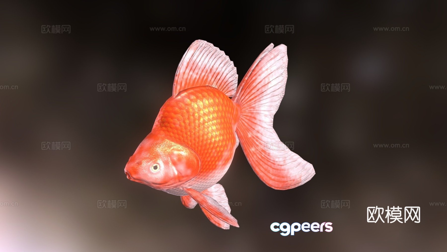Ryukin goldfish 3d model Ryukin goldfish 3d model
