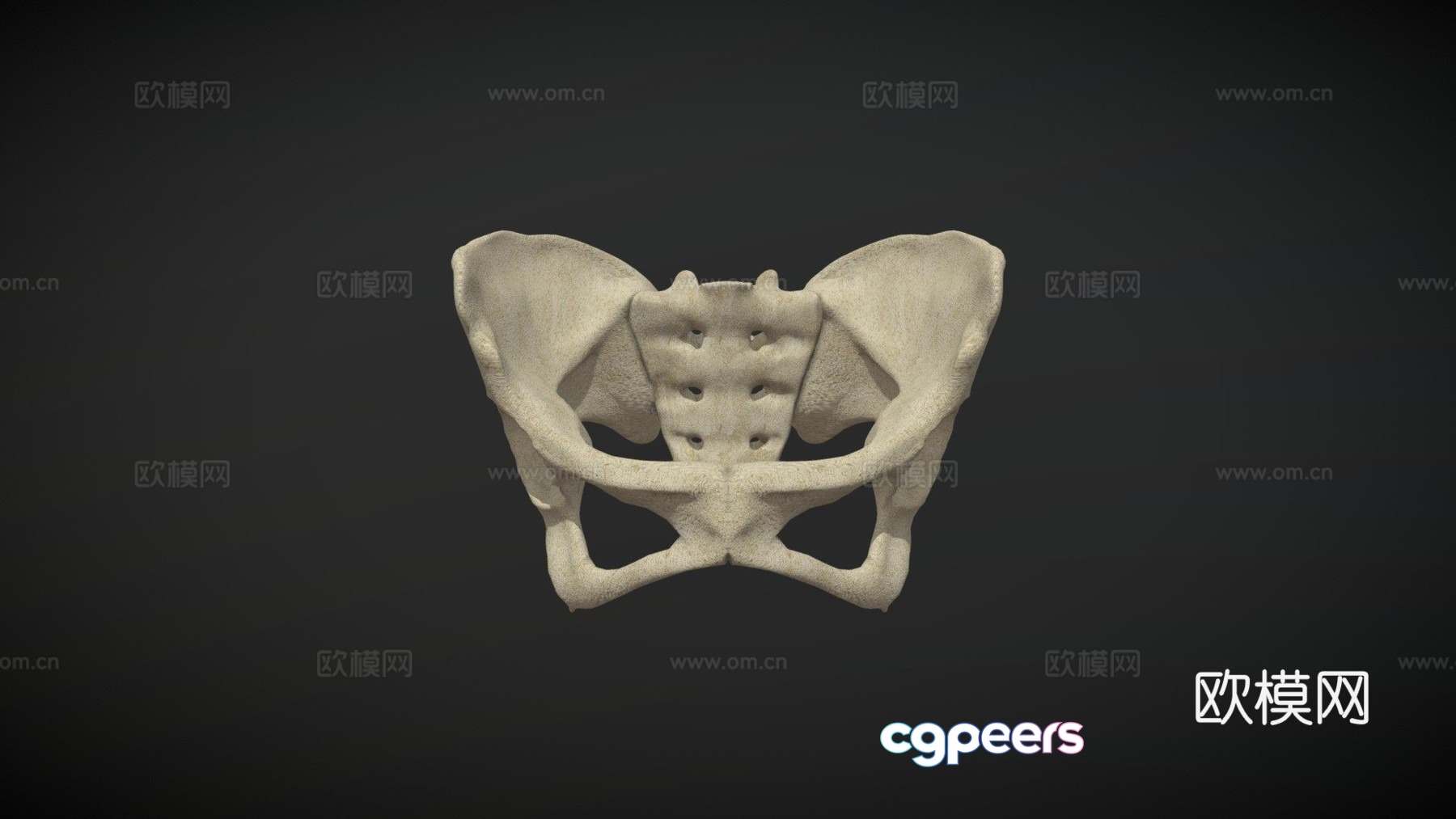 pelvis 3d model pelvis 3d model
