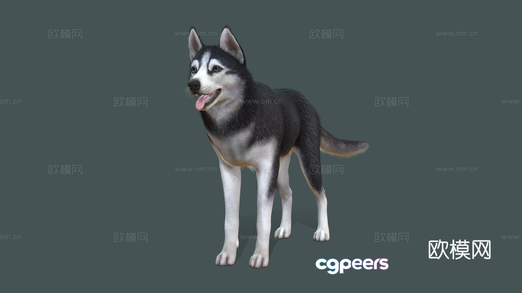 dog husky v3 3d model dog husky v3 3d model