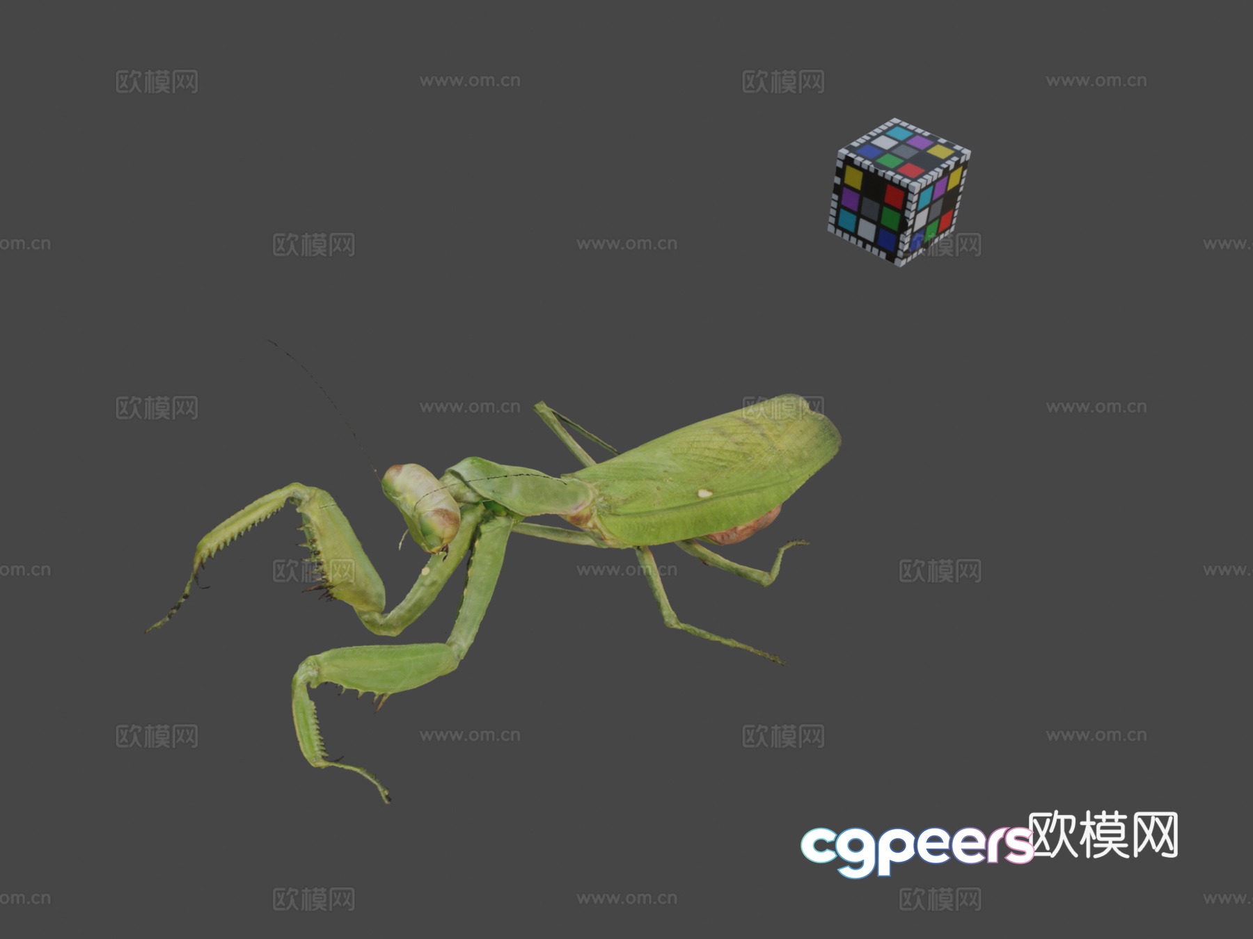 CC0 Broad-bellied Praying Mantis♀Asian Praying Mantis,H. patellifera 3d model CC0 Broad-bellied Praying Mantis♀Asian Praying Mantis,H. patellifera 3d model
