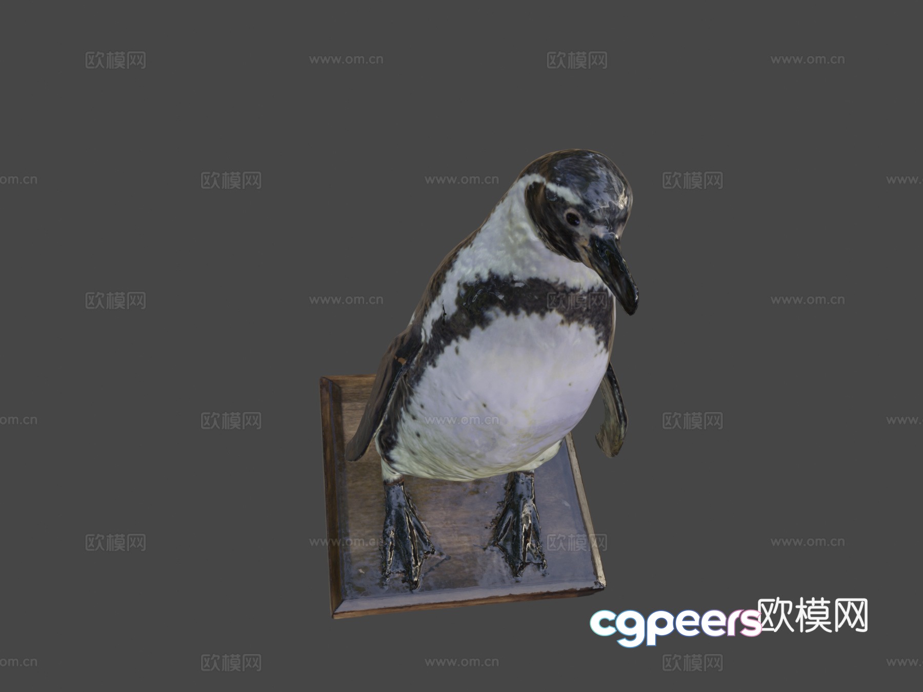Humboldt penguin 3d model Humboldt penguin 3d model