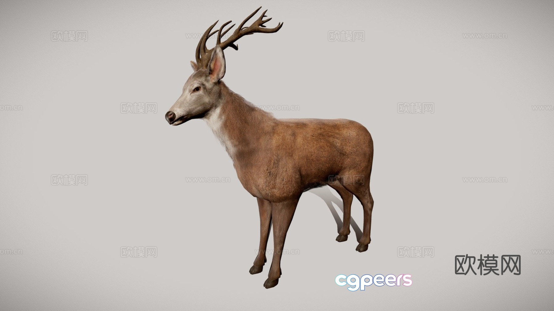 Deer 3d model Deer 3d model