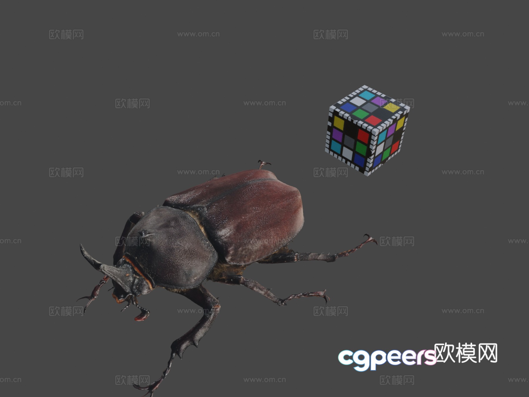 CC0 beetle ♂ Japanese rhinoceros beetle (ffish.asia-floraZi3d model CC0 beetle ♂ Japanese rhinoceros beetle (ffish.asia-floraZi3d model