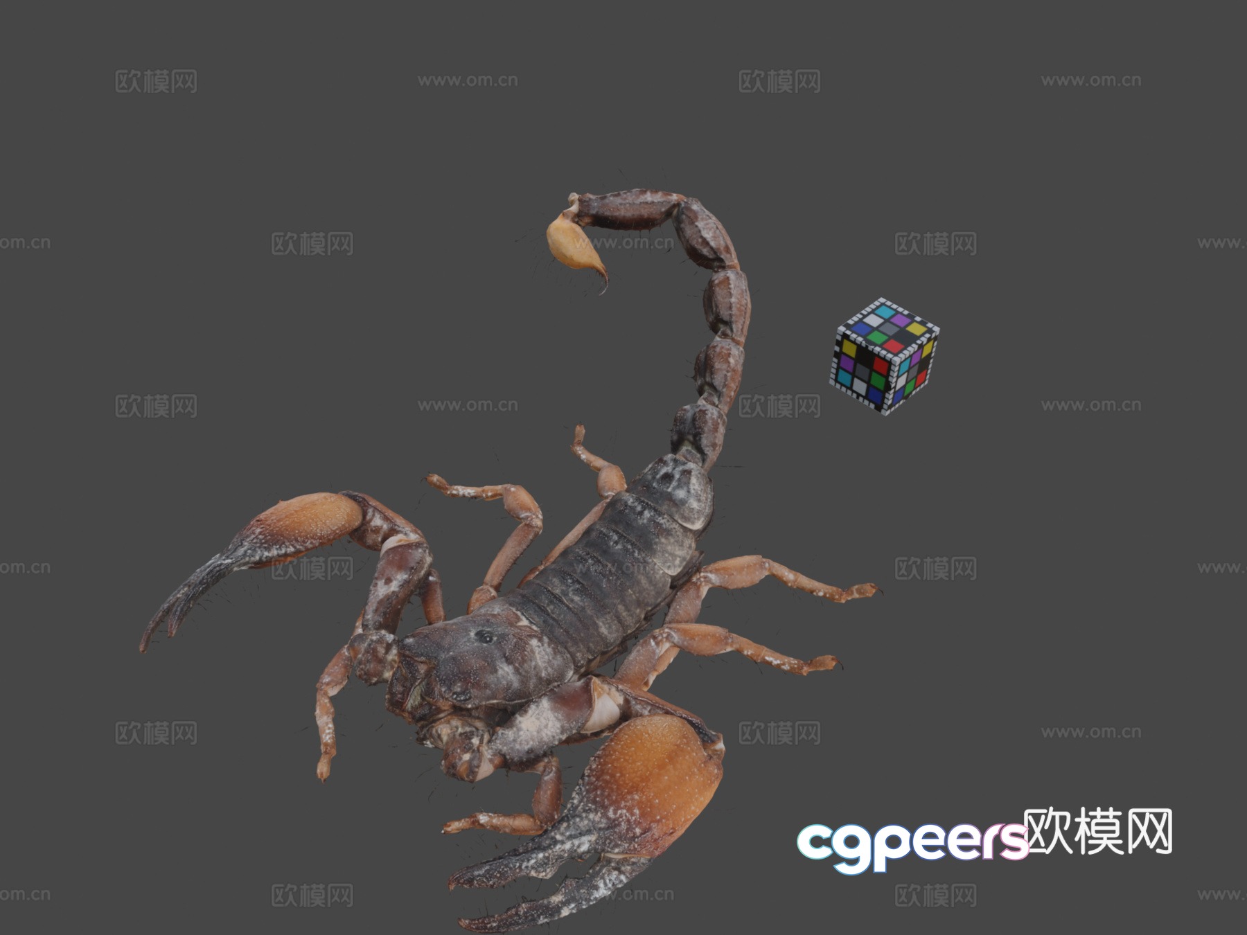 scorpion 3d model scorpion 3d model