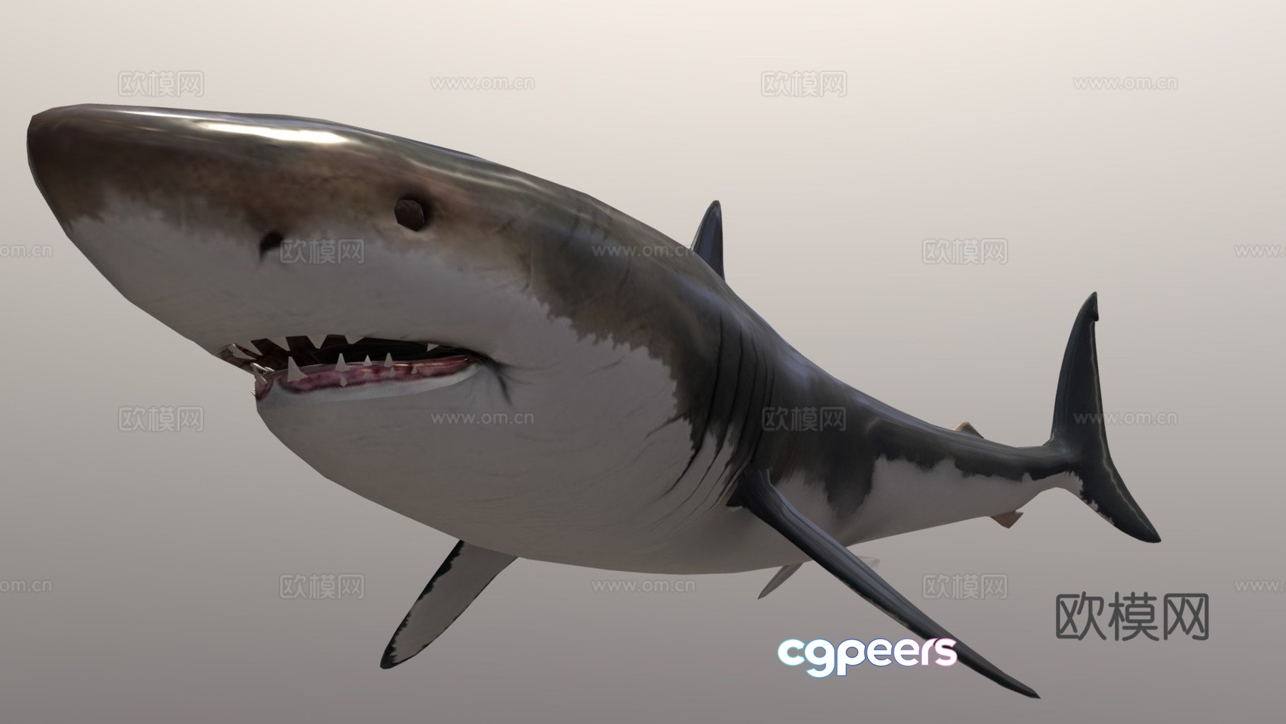 megalodon 3d model megalodon 3d model