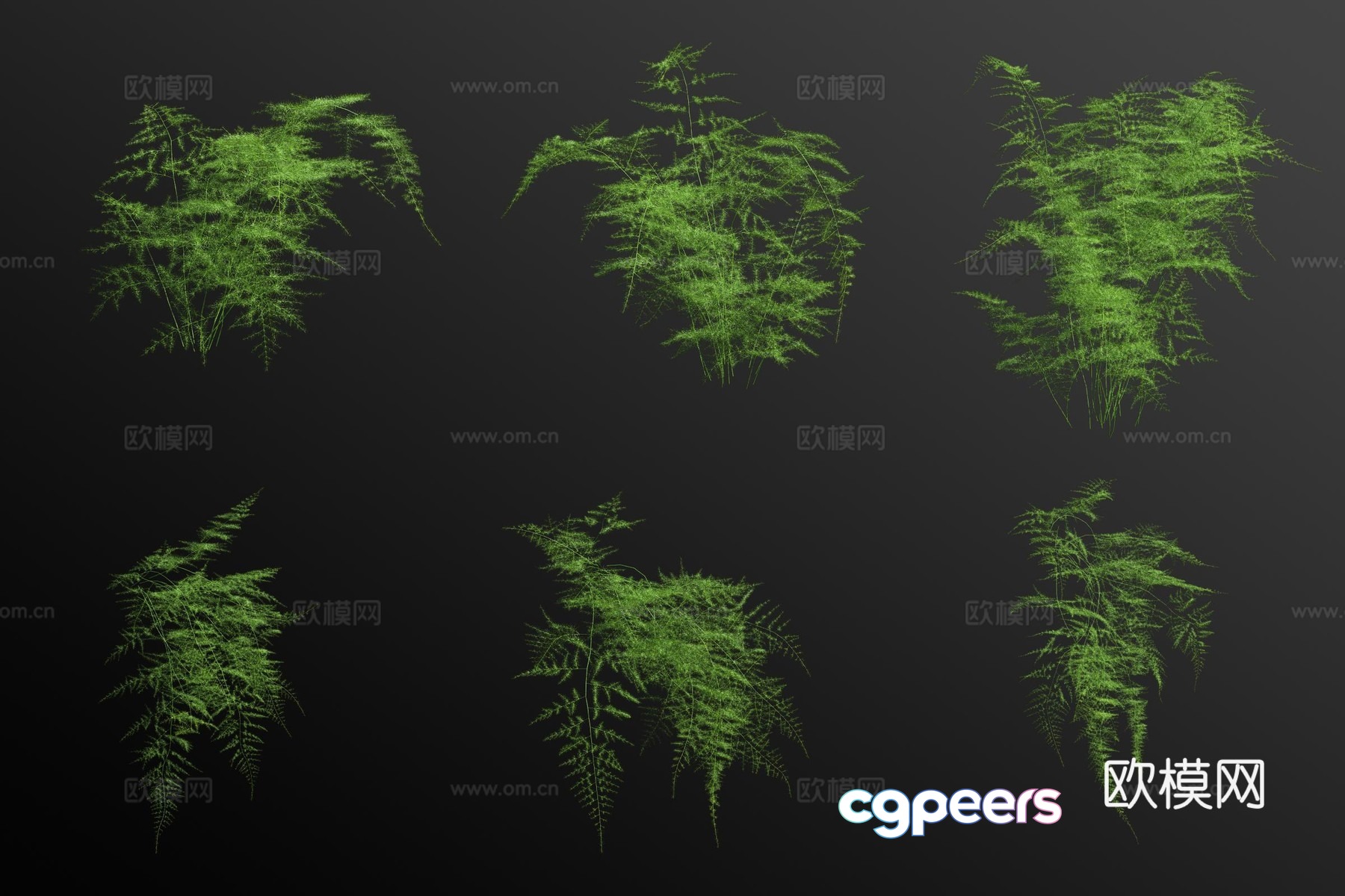 Asparagus bamboo 3d model Asparagus bamboo 3d model