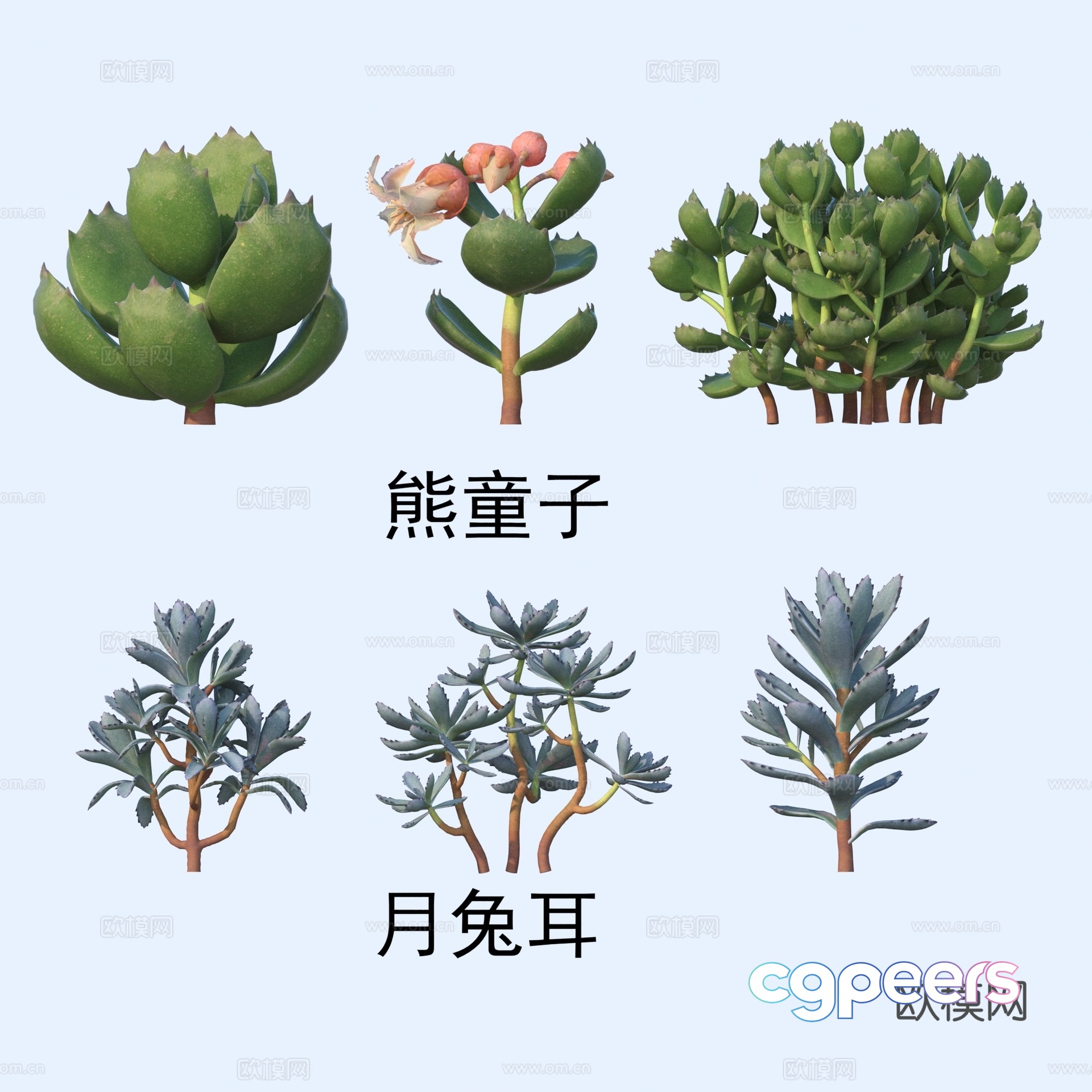 Succulents Flowers Bear Boy Moon Rabbit Ears 3D model Succulents Flowers Bear Boy Moon Rabbit Ears 3D model