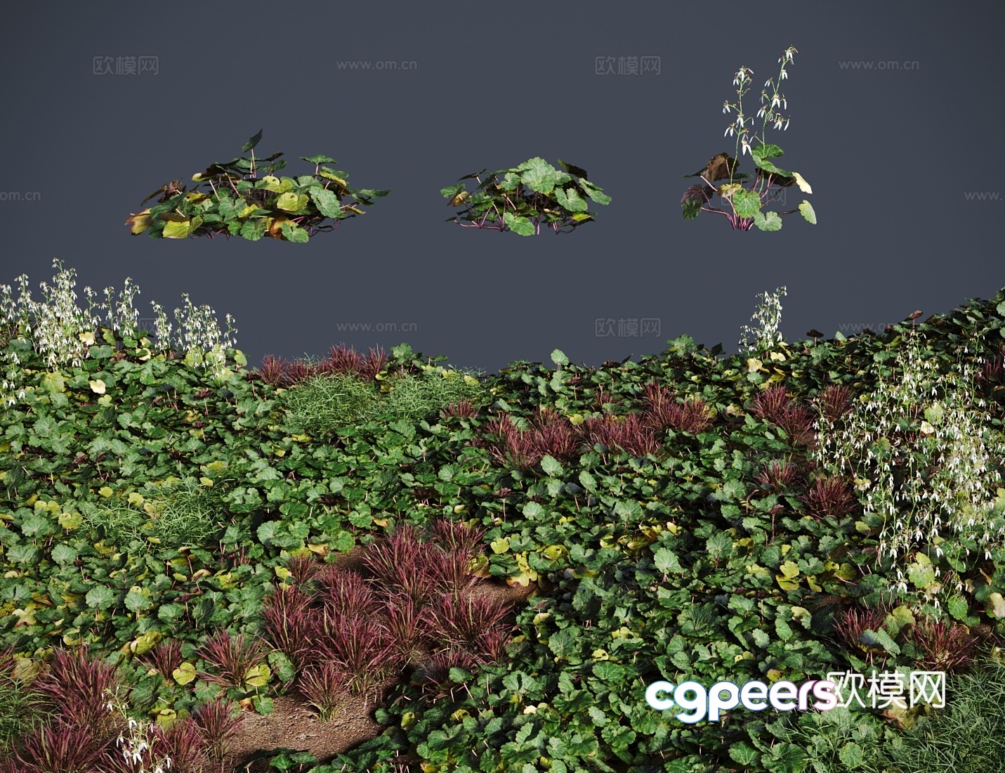 lawn saxifrage grass shrub 3d model lawn saxifrage grass shrub 3d model