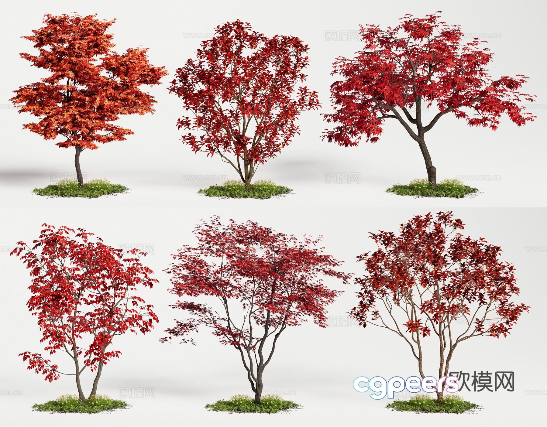 Arbor Red Maple Landscape Tree Acer Acer Maple Leaf Tree Red Leaf Tree 3D Model Arbor Red Maple Landscape Tree Acer Acer Maple Leaf Tree Red Leaf Tree 3D Model
